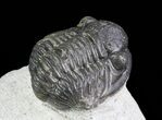 Bargain, Gerastos Trilobite Fossil - Morocco #69113-1